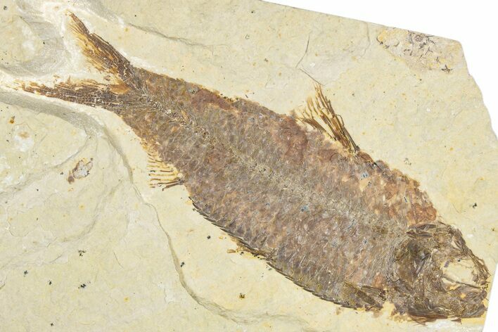 Detailed Fossil Fish (Knightia) - Wyoming #348050